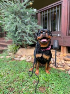 July Dog of the Month: Meet Freida Mango Burrito!