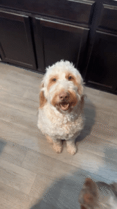 June Dog of the Month: Meet Hazel