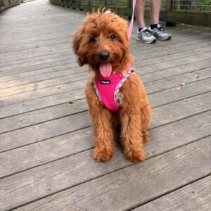Meet Rosie: Yard Logs’ August 2026 Dog of the Month