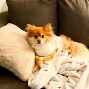 April Dog of the Month: Meet Scarlet (Fisher, IN)