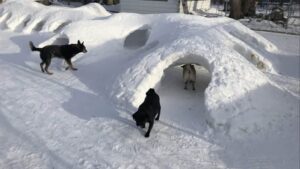 New Year, Clean Yard: Start 2026 the Right Way 🐾❄️