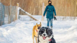 Winter Poop Scooping: Why Year-Round Pet Waste Removal Matters More Than You Think ❄️🐾