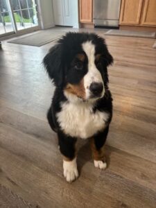 🐾 May Dog of the Month: Meet Bernie Mack! 🐾