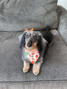 September Dog of the Month – Noodle